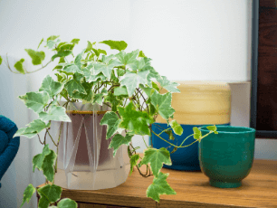 potr pots with climbing plant interior picture