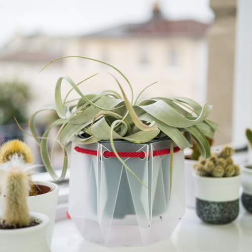 curly plant in potr pot